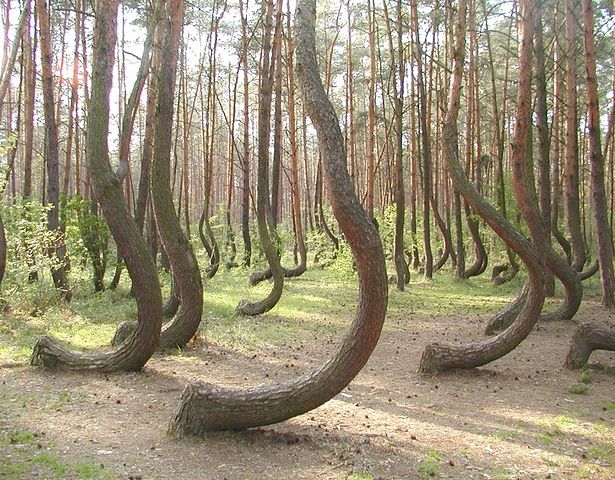 Curved trees